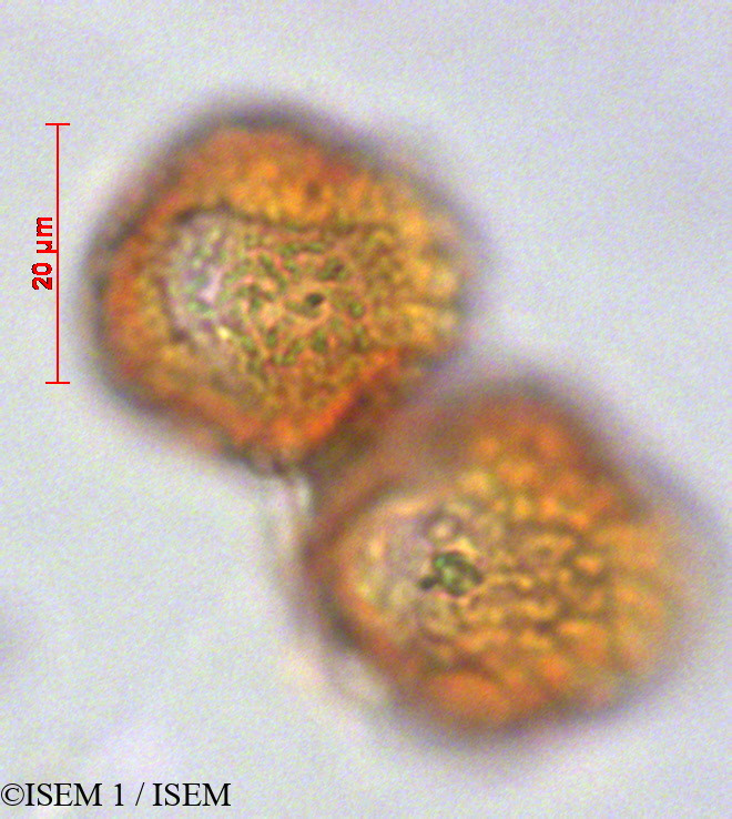 ISEM 1/Tetrorchidium_andinum_29229/Tetrorchidium_andinum_29229_0003(copy).jpg